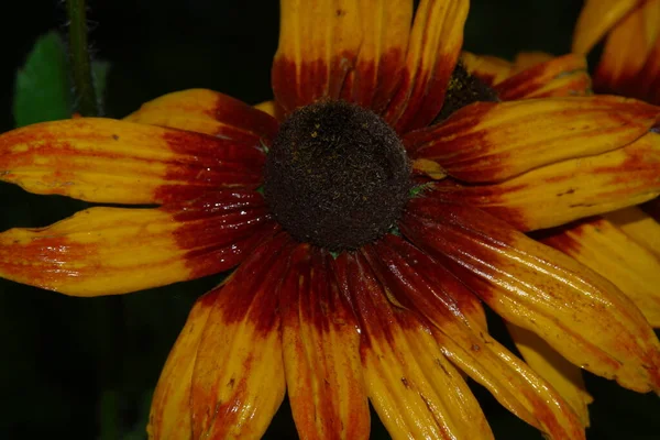 Όμορφο Κίτρινο Λουλούδι Στον Κήπο Μετά Βροχή Δροσοσταλίδες Στα Πέταλα — Φωτογραφία Αρχείου
