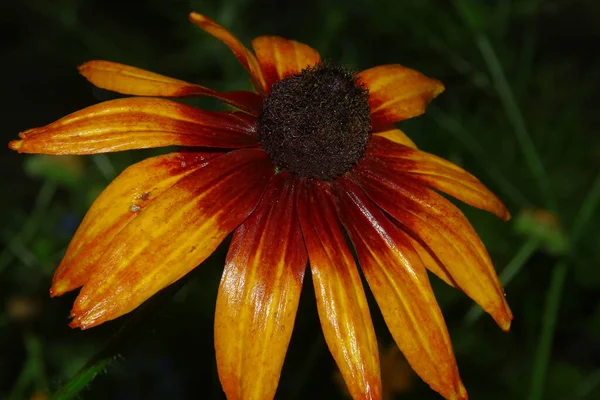 Belle Fleur Jaune Dans Jardin Après Pluie Avec Des Gouttes — Photo