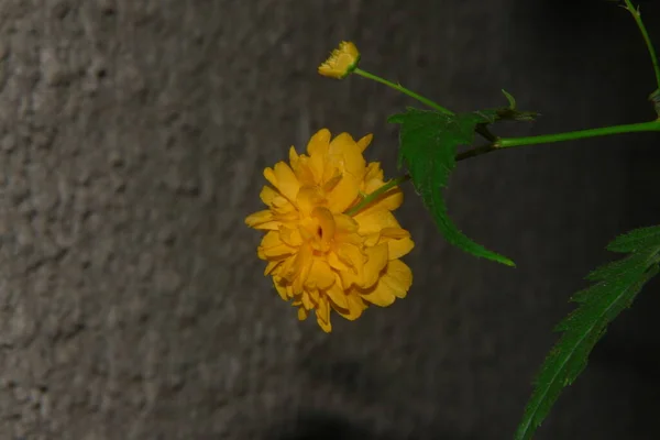 Vacker Gul Blomma Trädgården Efter Regnet Med Daggdroppar Kronbladen — Stockfoto