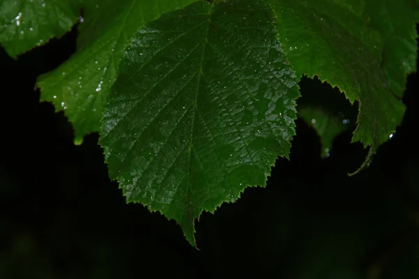 Krásné Zelené Listy Zahradě Dešti — Stock fotografie