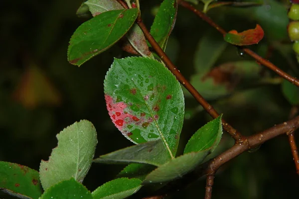 雨后花园里美丽的绿叶 — 图库照片