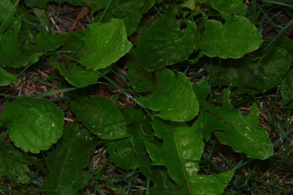 Красиве Зелене Листя Саду Після Дощу — стокове фото