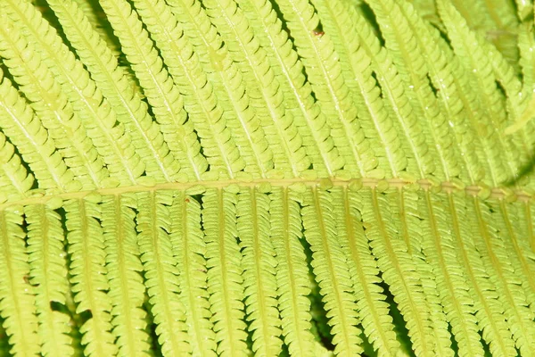 Belle Foglie Verdi Giardino Dopo Pioggia — Foto Stock