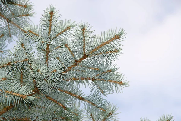 Bahçedeki Bir Noel Ağacının Güzel Yeşil Dalları — Stok fotoğraf