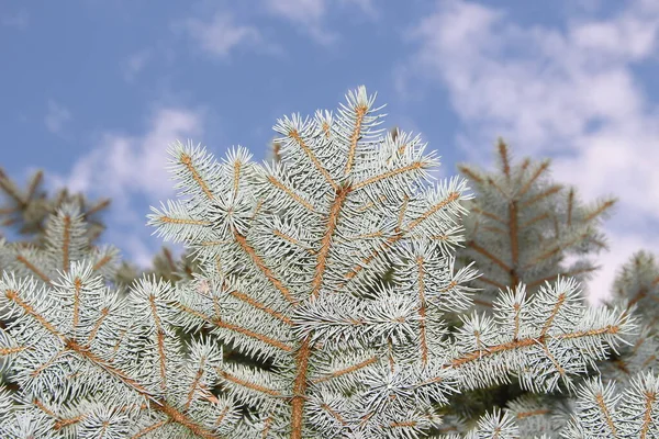 Prachtige Groene Takken Van Een Kerstboom Tuin — Stockfoto