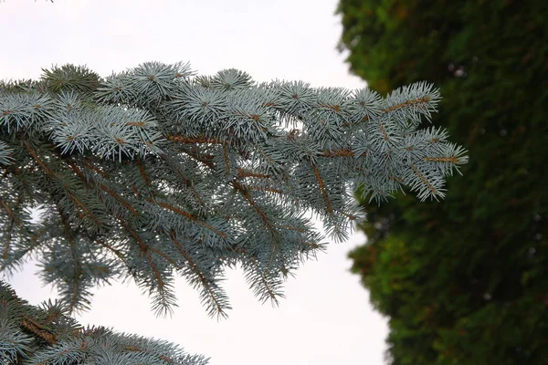 Prachtige Groene Takken Van Een Kerstboom Tuin — Stockfoto