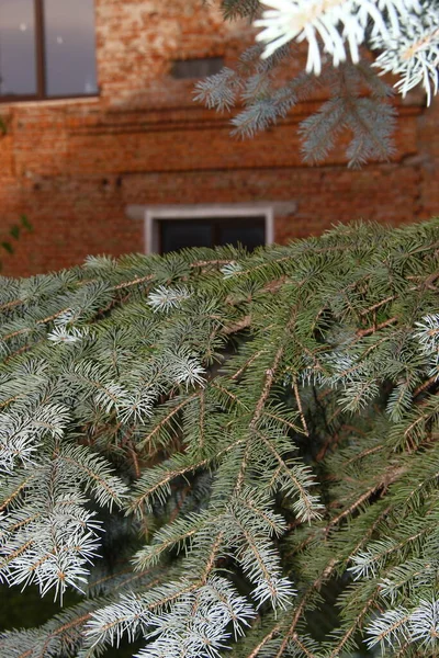 Όμορφα Πράσινα Κλαδιά Χριστουγεννιάτικου Δέντρου Στον Κήπο — Φωτογραφία Αρχείου
