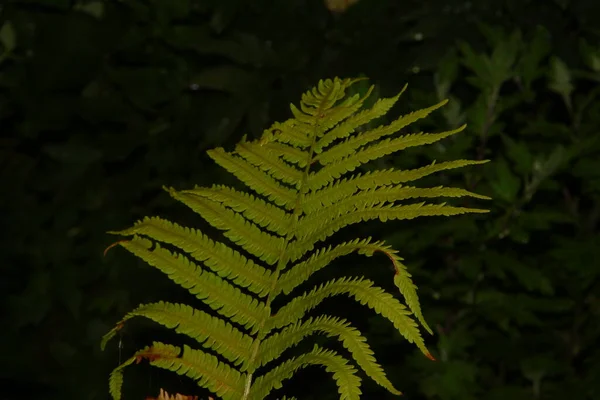 Lindas Folhas Verdes Jardim Após Chuva — Fotografia de Stock