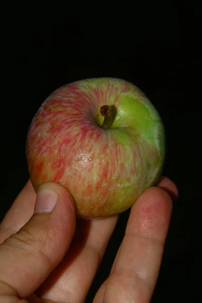 Green Apples Garden Rain — Stock Photo, Image