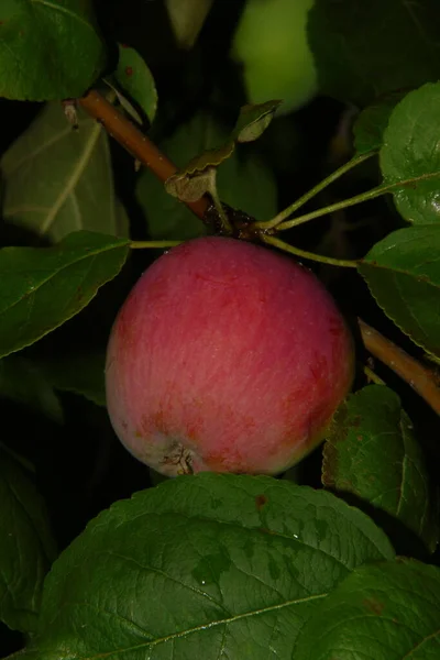 Manzanas Verdes Jardín Después Lluvia — Foto de Stock