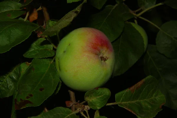 Manzanas Verdes Jardín Después Lluvia — Foto de Stock