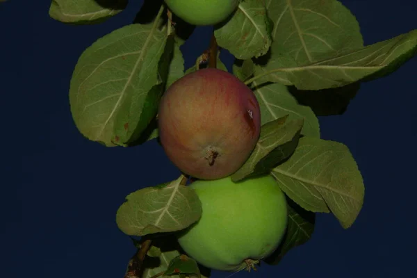 Green Apples Garden Rain — Stock Photo, Image