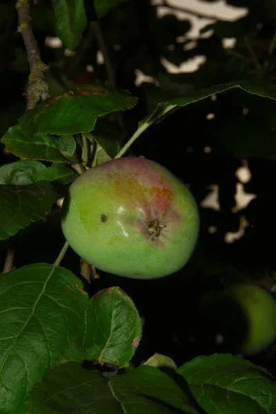 Manzanas Verdes Jardín Después Lluvia — Foto de Stock