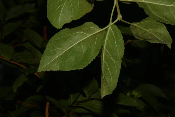 Hermosas Hojas Verdes Jardín Después Lluvia — Foto de Stock