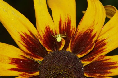 Bahçesinde taç yaprakları olan sarı-siyah bir çiçek