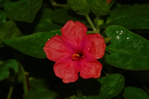 Fiore Rosso Bordeaux Giardino — Foto Stock