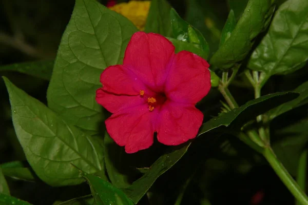 庭の赤またはバーガンディの花 — ストック写真