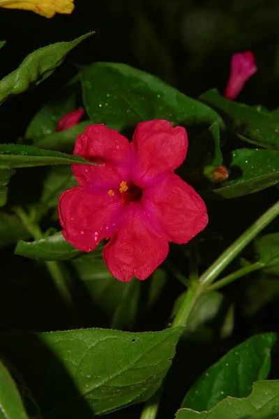 Κόκκινο Μπορντό Λουλούδι Στον Κήπο — Φωτογραφία Αρχείου