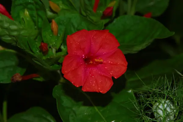 Червона Або Бордова Квітка Саду — стокове фото