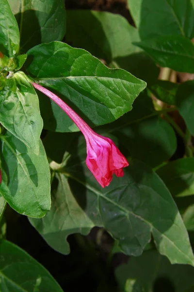 Flor Vermelha Borgonha Jardim — Fotografia de Stock