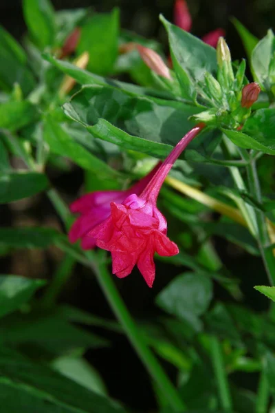 Rote Oder Weinrote Blume Garten — Stockfoto