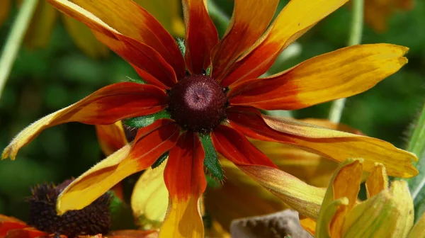 Flor Amarillo Negra Con Pétalos Jardín — Foto de Stock