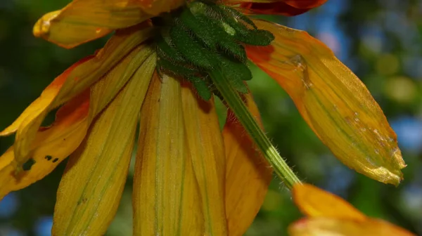 Flor Amarillo Negra Con Pétalos Jardín — Foto de Stock