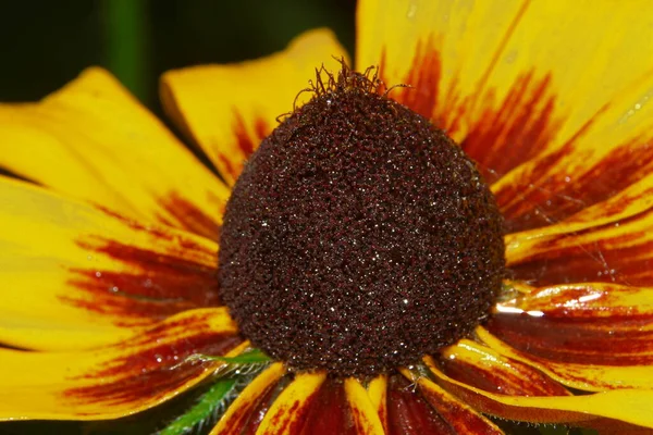 Gelb Schwarze Blume Mit Blütenblättern Garten — Stockfoto