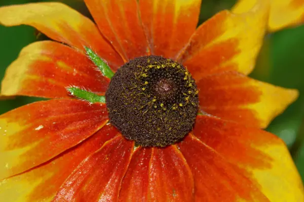 Fiore Giallo Nero Con Petali Giardino — Foto Stock