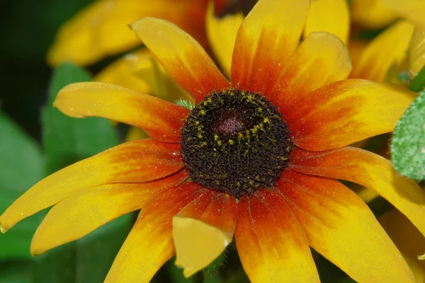 Žlutočerný Květ Okvětními Lístky Zahradě — Stock fotografie