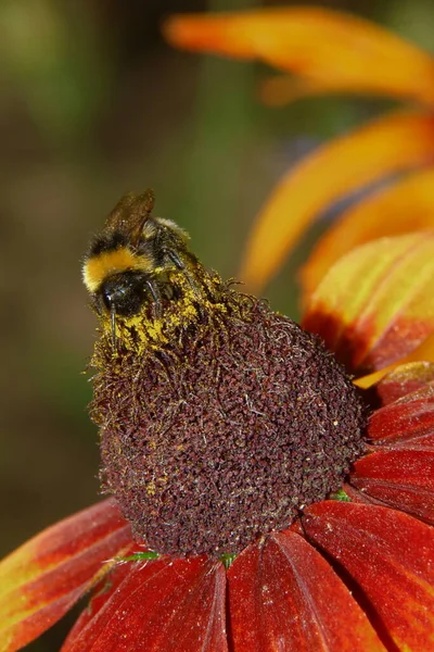 Fiore Giallo Nero Con Petali Giardino — Foto Stock