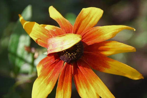 Gul Svart Blomma Med Kronblad Trädgården — Stockfoto