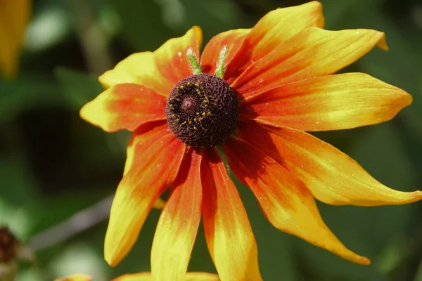 Flor Amarillo Negra Con Pétalos Jardín —  Fotos de Stock