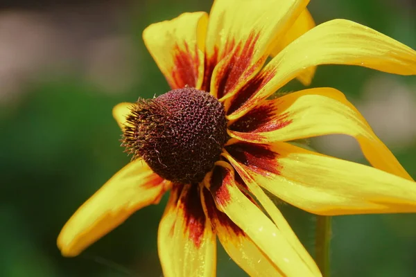 Yellow Black Flower Petals Garden — Stock Photo, Image