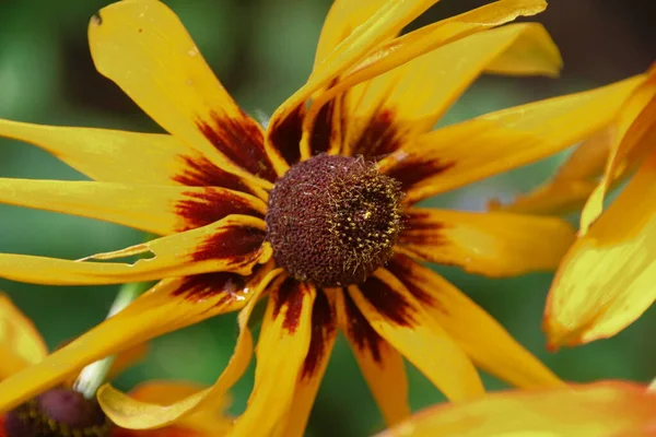 Flor Amarillo Negra Con Pétalos Jardín — Foto de Stock