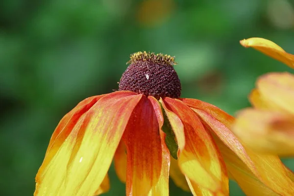 Gul Svart Blomma Med Kronblad Trädgården — Stockfoto