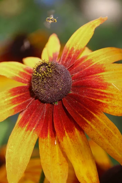 Flor Amarelo Preta Com Pétalas Jardim — Fotografia de Stock