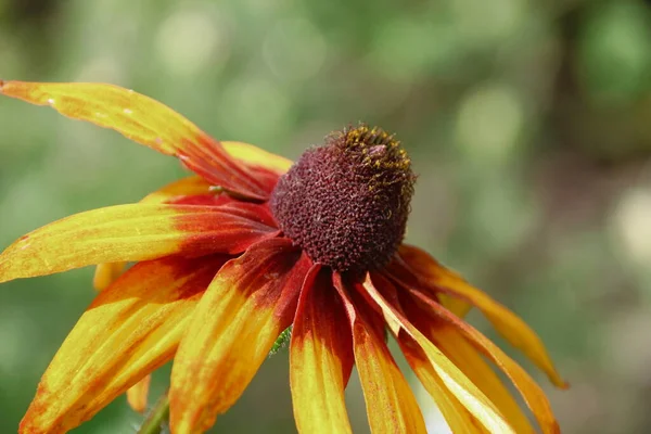 Flor Amarillo Negra Con Pétalos Jardín — Foto de Stock