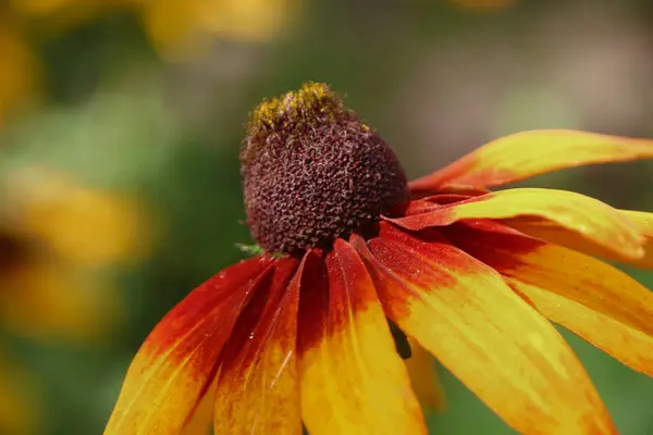 Fiore Giallo Nero Con Petali Giardino — Foto Stock