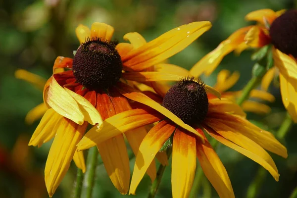 Flor Amarillo Negra Con Pétalos Jardín — Foto de Stock