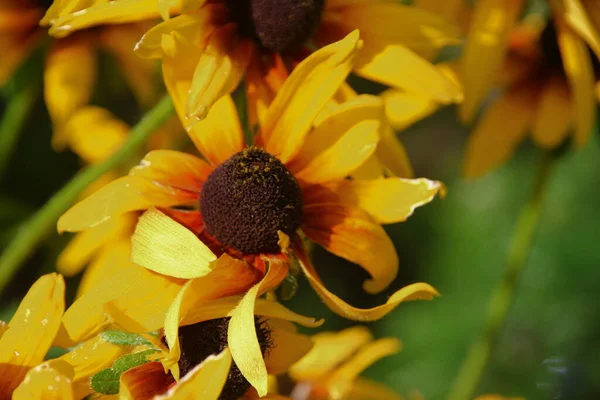 Flor Amarillo Negra Con Pétalos Jardín — Foto de Stock