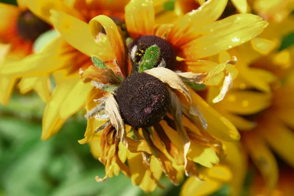 Yellow-black flower with petals in the garden
