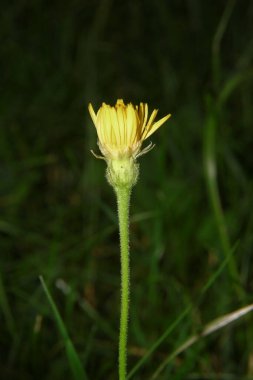 Yeşil çimenlerin üzerinde taç yaprakları olan küçük sarı çiçek.
