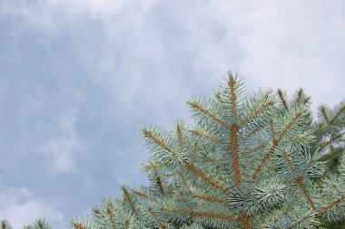 Bahçedeki Noel ağacının genç yeşil dalları