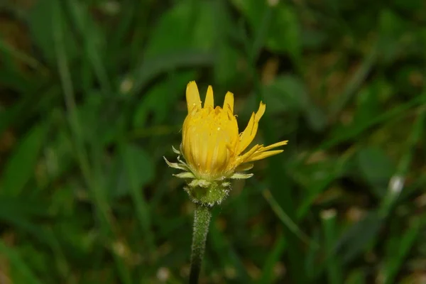 緑の草を背景に花弁を持つ小さな黄色の花 — ストック写真