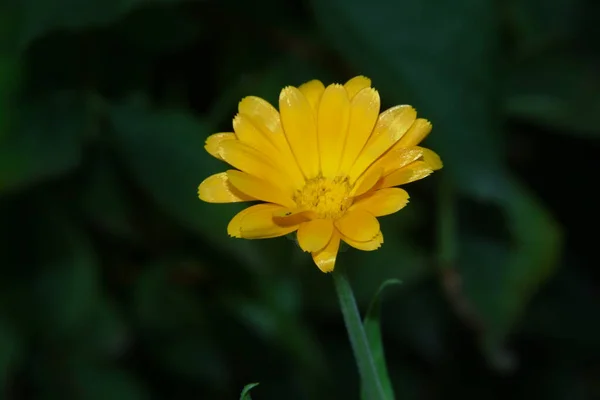 Pequena Flor Amarela Com Pétalas Fundo Grama Verde — Fotografia de Stock