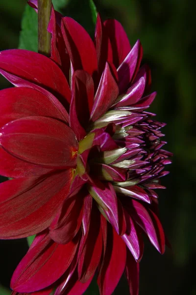 Fleur Rouge Avec Pétales Dans Jardin — Photo