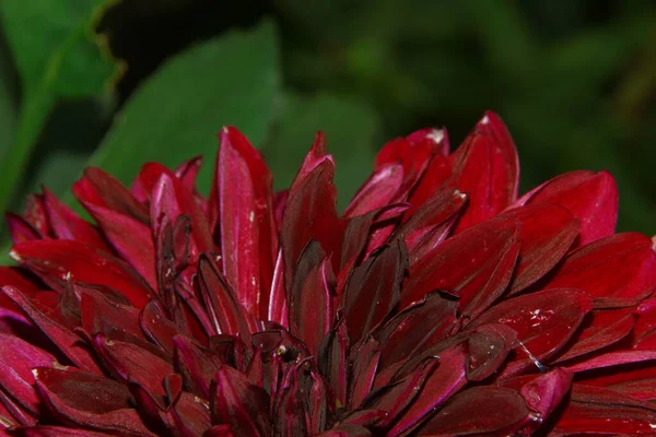 Fleur Rouge Avec Pétales Dans Jardin — Photo