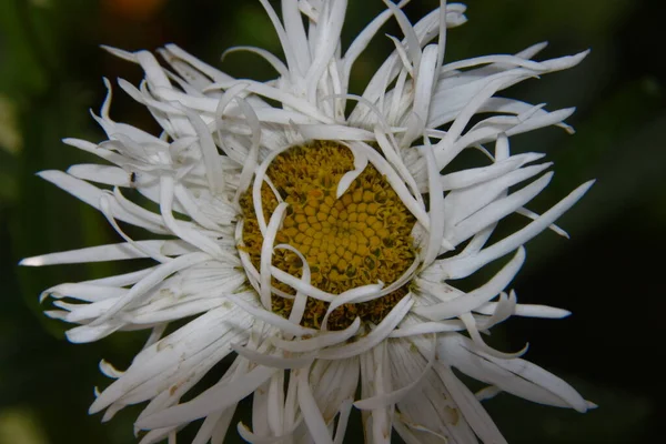 Çiçek Bahçesinde Yaprakları Olan Yaşlı Beyaz Sarı Çiçek — Stok fotoğraf