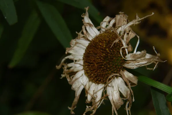 Vieille Fleur Jaune Blanc Avec Des Pétales Dans Jardin Fleuri — Photo